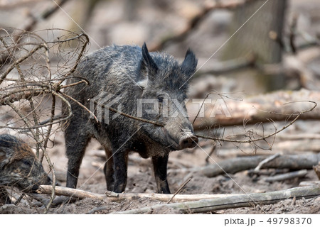 Wild Boar In Forestの写真素材