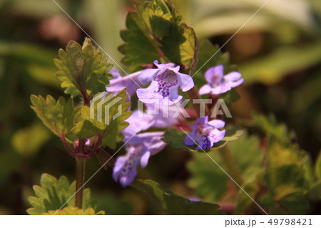 カキドオシ 49798421