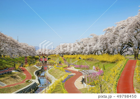 白石川一目千本桜 一目千本桜 桜並木 白石川一目千本桜 一目千本桜 桜並木 49798450