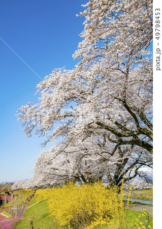 白石川一目千本桜 一目千本桜 桜並木 白石川一目千本桜 一目千本桜 桜並木 49798453