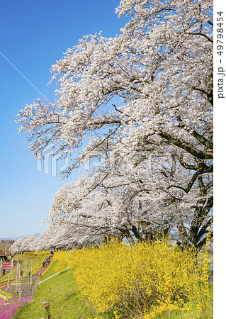 白石川一目千本桜 一目千本桜 桜並木 白石川一目千本桜 一目千本桜 桜並木 49798454
