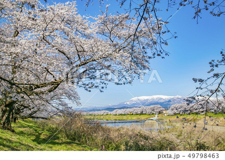 白石川一目千本桜 一目千本桜 桜並木 白石川一目千本桜 一目千本桜 桜並木 49798463