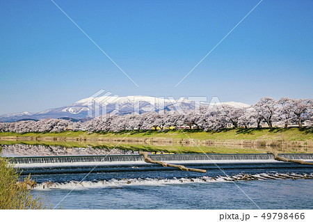 白石川一目千本桜　一目千本桜　桜並木 49798466