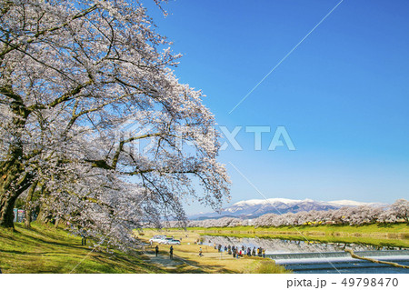 白石川一目千本桜　一目千本桜　桜並木 49798470