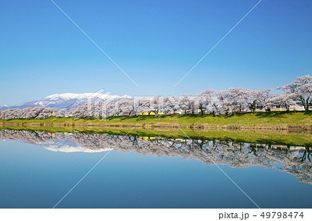 白石川一目千本桜　一目千本桜　桜並木 49798474