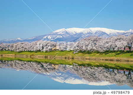 白石川一目千本桜 一目千本桜 桜並木 白石川一目千本桜 一目千本桜 桜並木 49798479