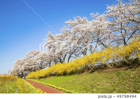 白石川一目千本桜　一目千本桜　桜並木 49798494