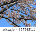 はる 49798511