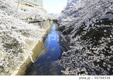 石神井川の桜　東京都 49798548