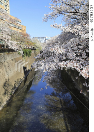 石神井川の桜　東京都 49798557