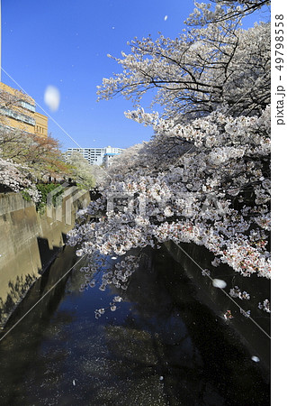 石神井川の桜　東京都 49798558