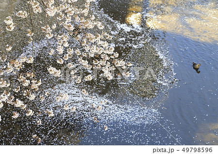 石神井川の桜　東京都 49798596