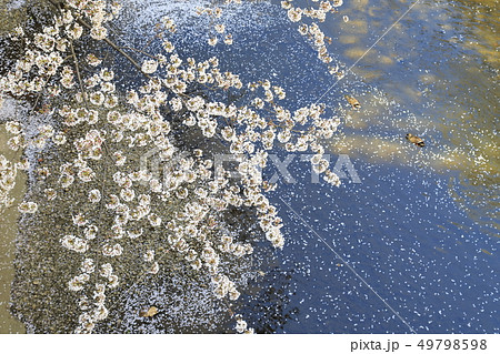 石神井川の桜　東京都 49798598