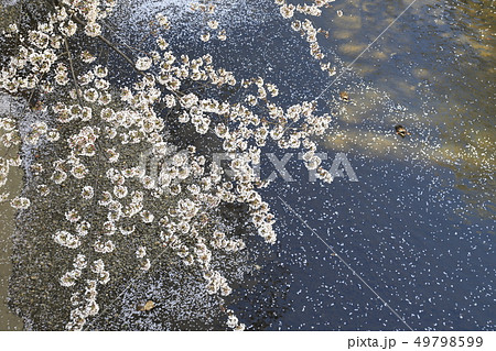 石神井川の桜　東京都 49798599