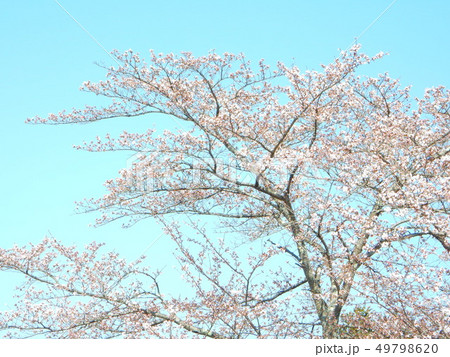 信州・下條村の桜 49798620