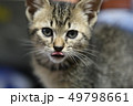 ねこ１ 49798661