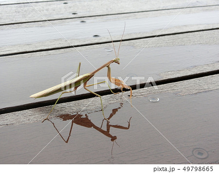 カマキリ、横向き、目が合う、雨上がり、夏、ウッドデッキ カマキリ、横向き、目が合う、雨上がり、夏、ウッドデッキ 49798665