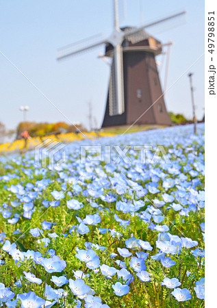 風車の丘に咲くネモフィラ 49798851