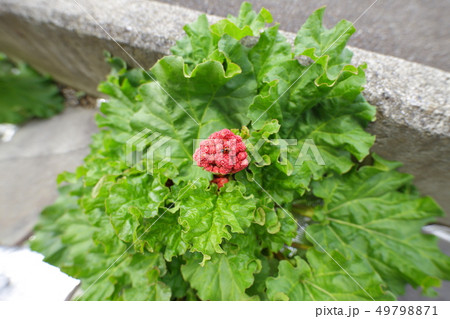 ルバーブの花とてんとう虫 ルバーブの花とてんとう虫 49798871