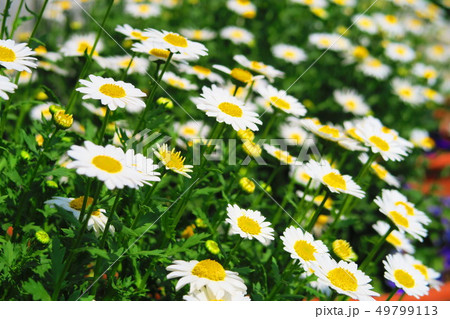 マーガレットの花 マーガレットの花 49799113