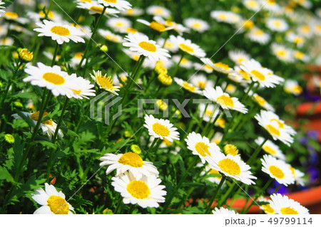 マーガレットの花 マーガレットの花 49799114