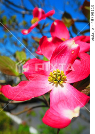 ハナミズキの花の写真素材