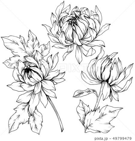 Vector Chrysanthemum floral botanical flowers. Black and white engraved ink art. Isolated flower 49799479