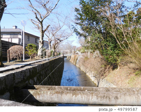 京都 哲学の道 京都 哲学の道 49799587