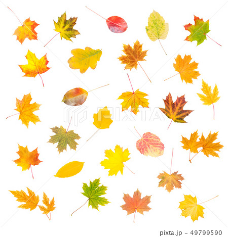 Foliage isolated Foliage isolated 49799590