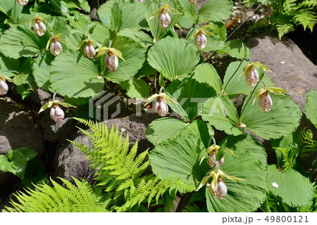 北海道大学植物園のクマガイソウ 49800121