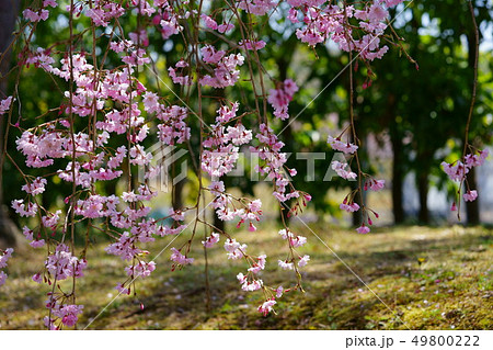 木洩れ日の枝垂れ桜 木洩れ日の枝垂れ桜 49800222
