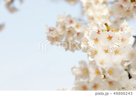 桜 桜 49800243