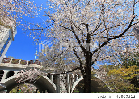 王子　春の音無川親水公園　桜 49800312
