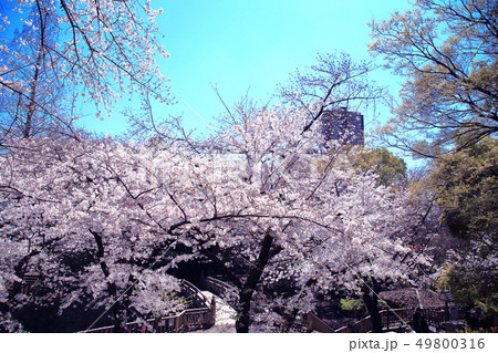 王子　春の音無川親水公園　桜 49800316