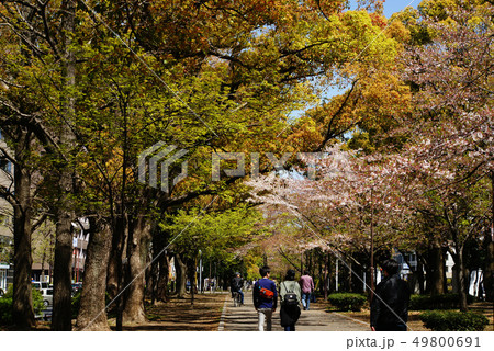 横浜大通り公園 49800691