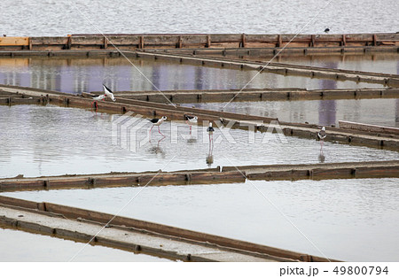Black-Winged Stilt Wading In Water Black-Winged Stilt Wading In Water 49800794