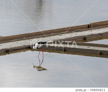 Black-Winged Stilt Wading In Water Black-Winged Stilt Wading In Water 49800821