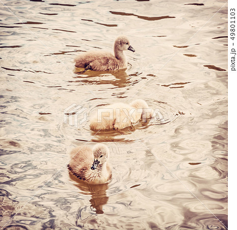 Young ones of white swan, red filter 49801103