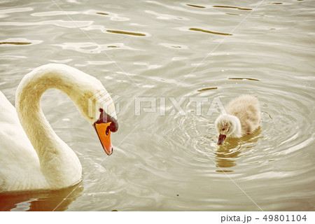 White mother swan swim with her young 49801104