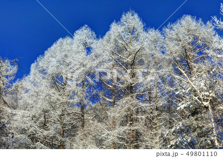 聖高原の霧氷 49801110