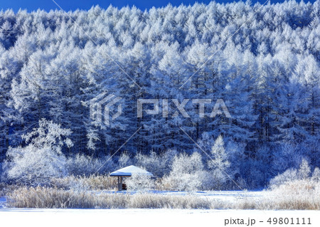 聖高原の霧氷 49801111