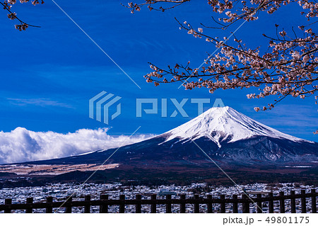 （山梨県）桜と雪・新倉山浅間公園から望む富士山 49801175