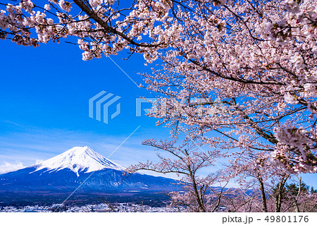 （山梨県）桜と雪・新倉山浅間公園から望む富士山 49801176