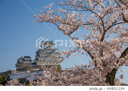 桜が満開の姫路城 49801194