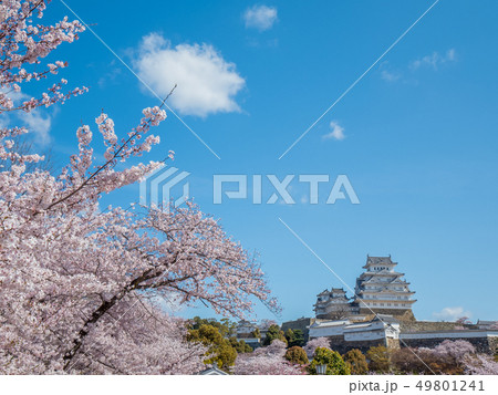 桜が満開の姫路城 桜が満開の姫路城 49801241