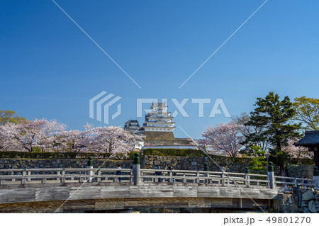 桜が満開の姫路城 49801270