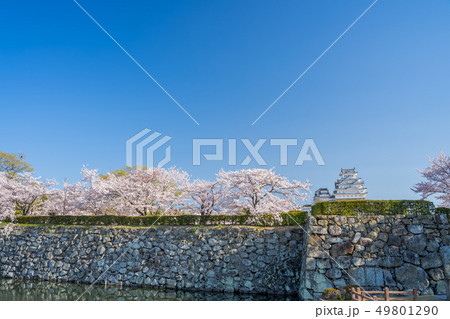 桜が満開の姫路城 49801290