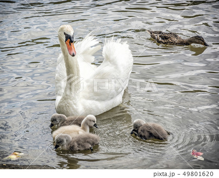 White mother swan swim with her youngs 49801620