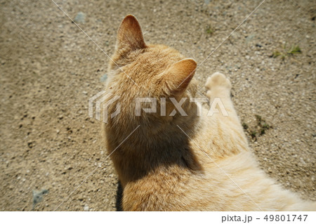 猫・野良猫・茶トラ・チャー坊・オス・快晴・可愛い・ポカポカ・四月・寛ぐ 猫・野良猫・茶トラ・チャー坊・オス・快晴・可愛い・ポカポカ・四月・寛ぐ 49801747