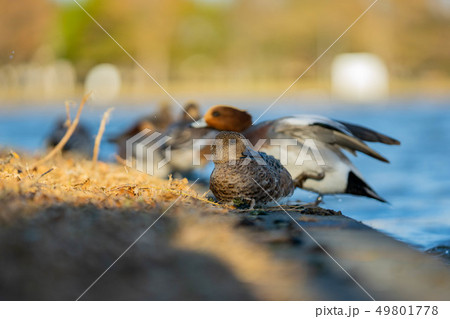 カモ親子 49801778
